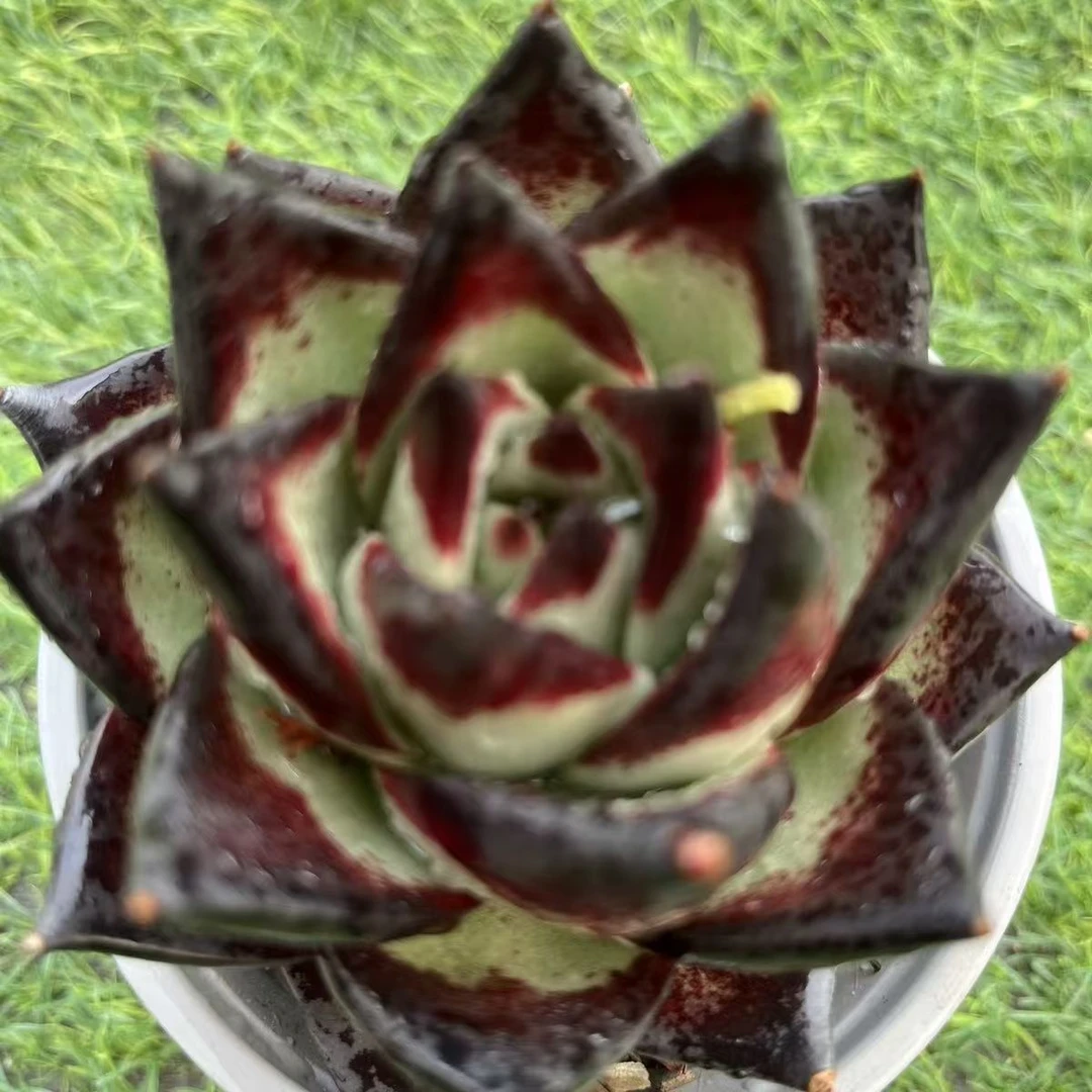 王小二乌木全店多肉任意拍满9.9元包邮发货 满5单送一包吡虫啉