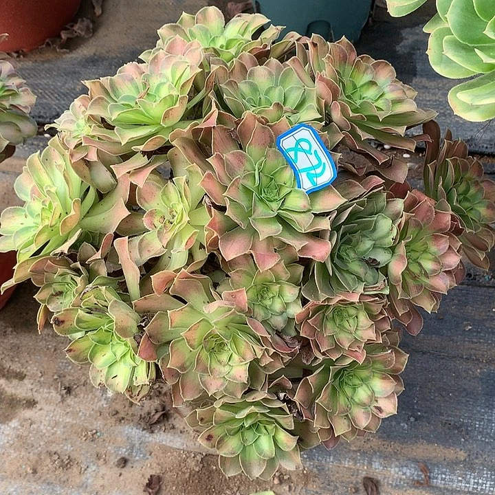 多肉植物韶华872号