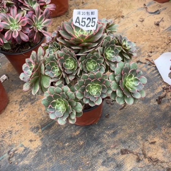 525粉花妖不包断枝