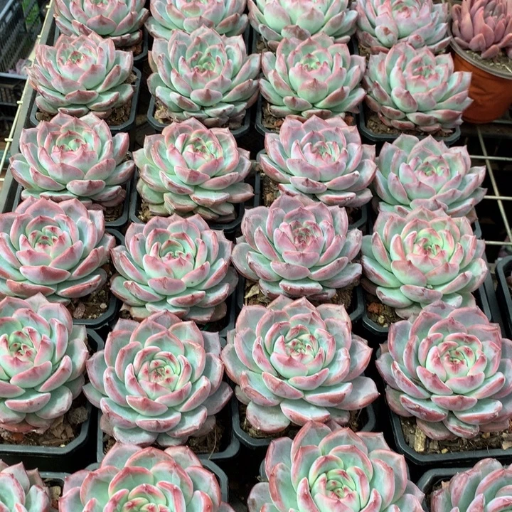 红鸾多肉植物9.99两单包邮