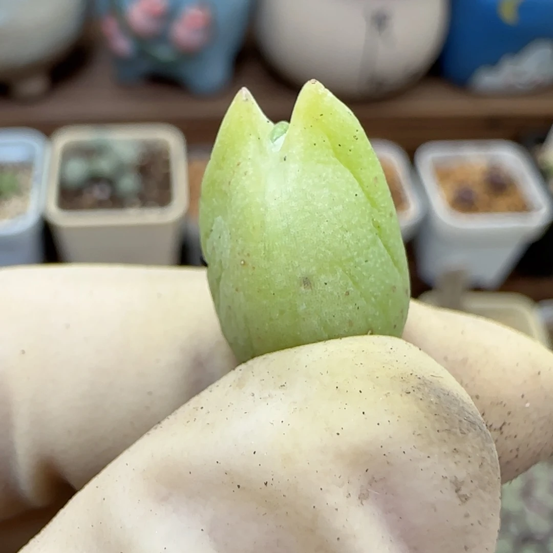 542托马斯福利福利