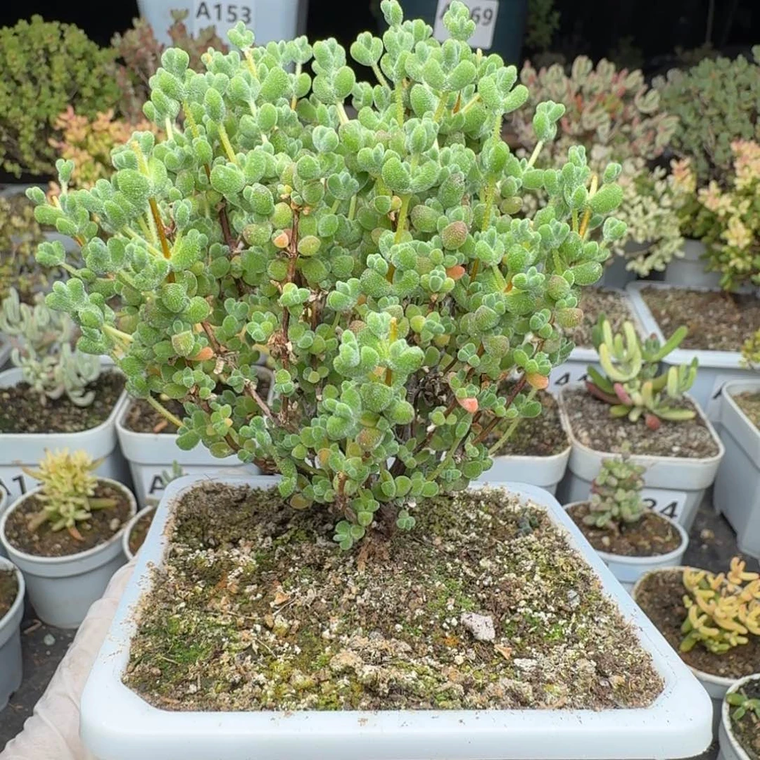 A209莱斯枝干一物一拍