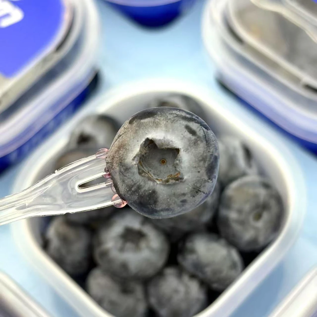 A当季限量 宝宝杯蓝莓BIueberry大果18+mm花香浓顺丰包邮