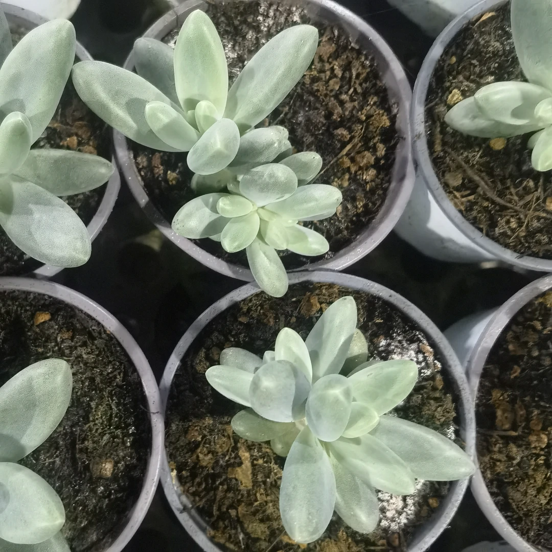 新手好养的多肉植物适合阳台种植可净化空气戴萌得
