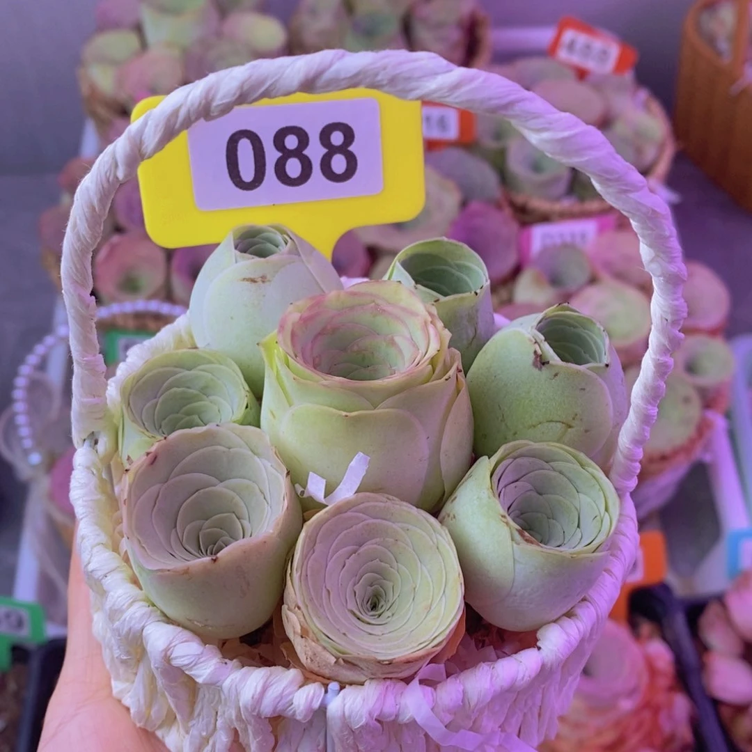 山地玫瑰一物一拍088