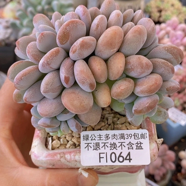 粉兔缀10cm1064多肉植物