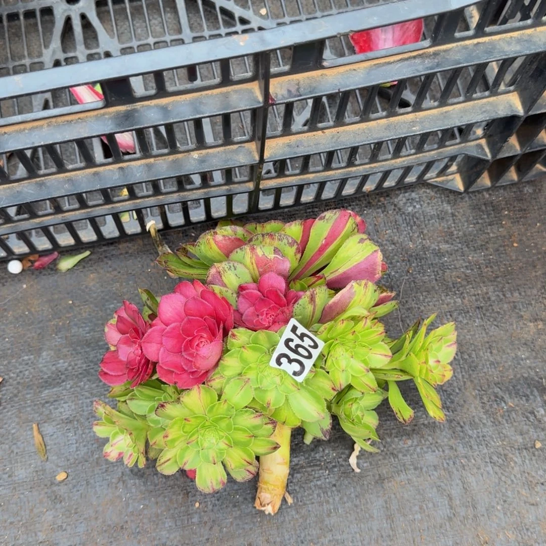 365多肉植物多肉植物