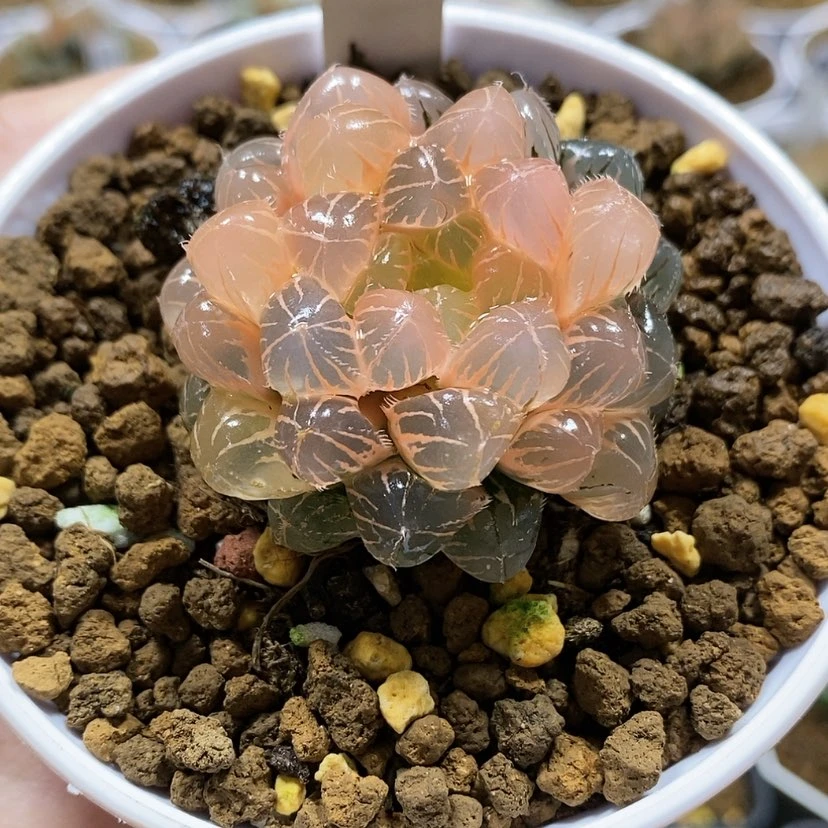 【闪购商品】108糊斑蓝镜
