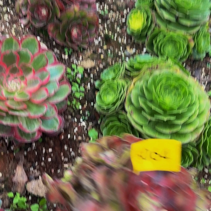 哈哈多肉葡萄福利5064件