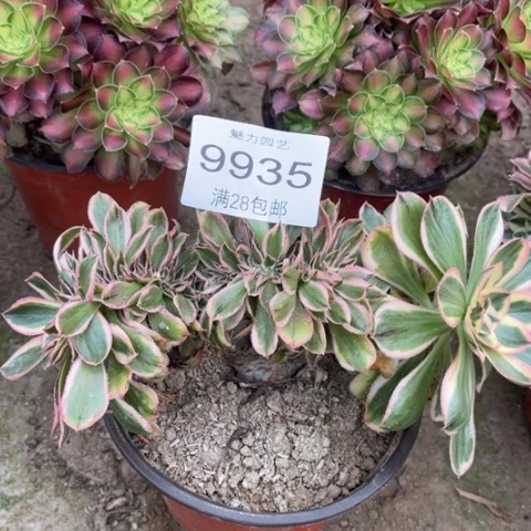 燕姿缀多肉多多9935