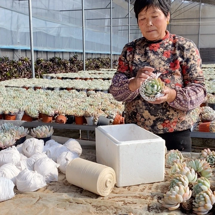 5颗橙梦露5颗冰玉