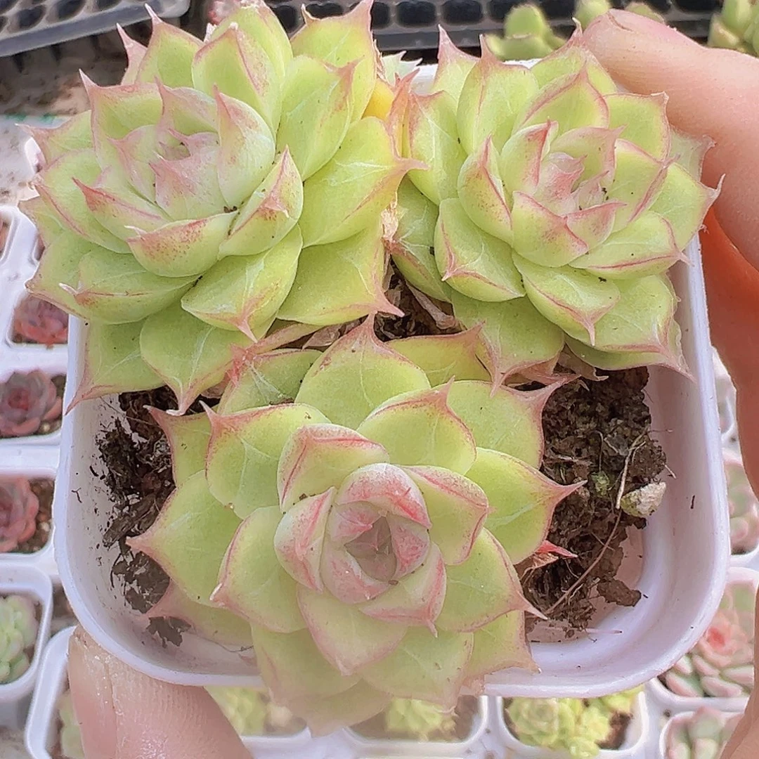 翠影群19包邮多肉植物