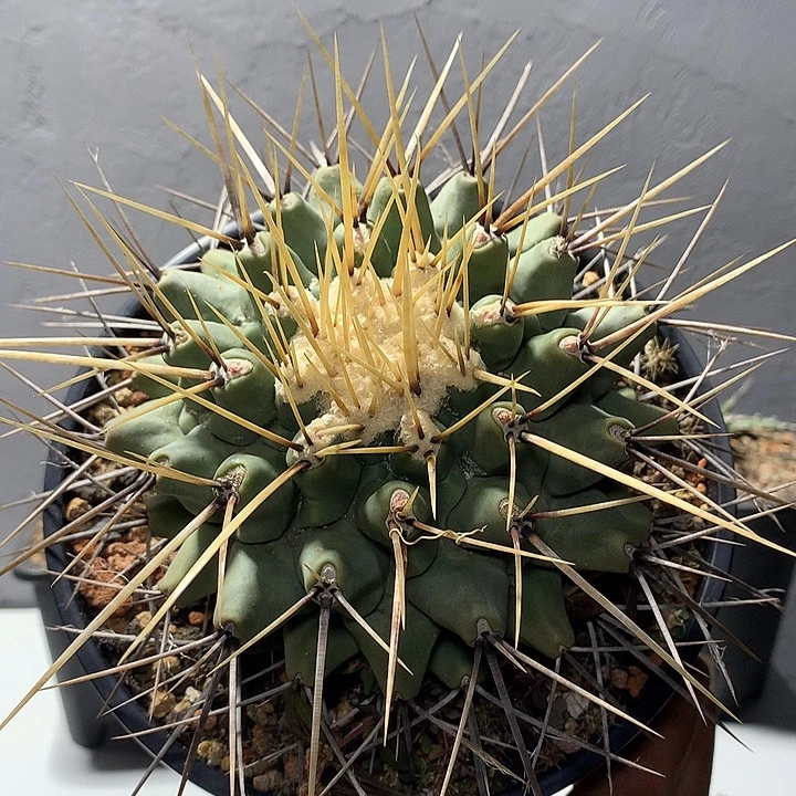 实生狂刺鹤巢丸，瘤玉属