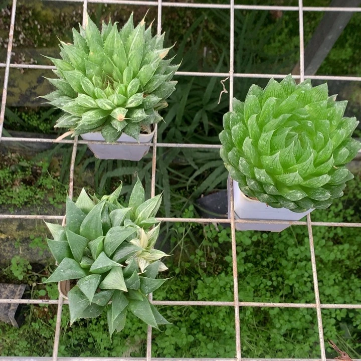 组合一物一拍带盆