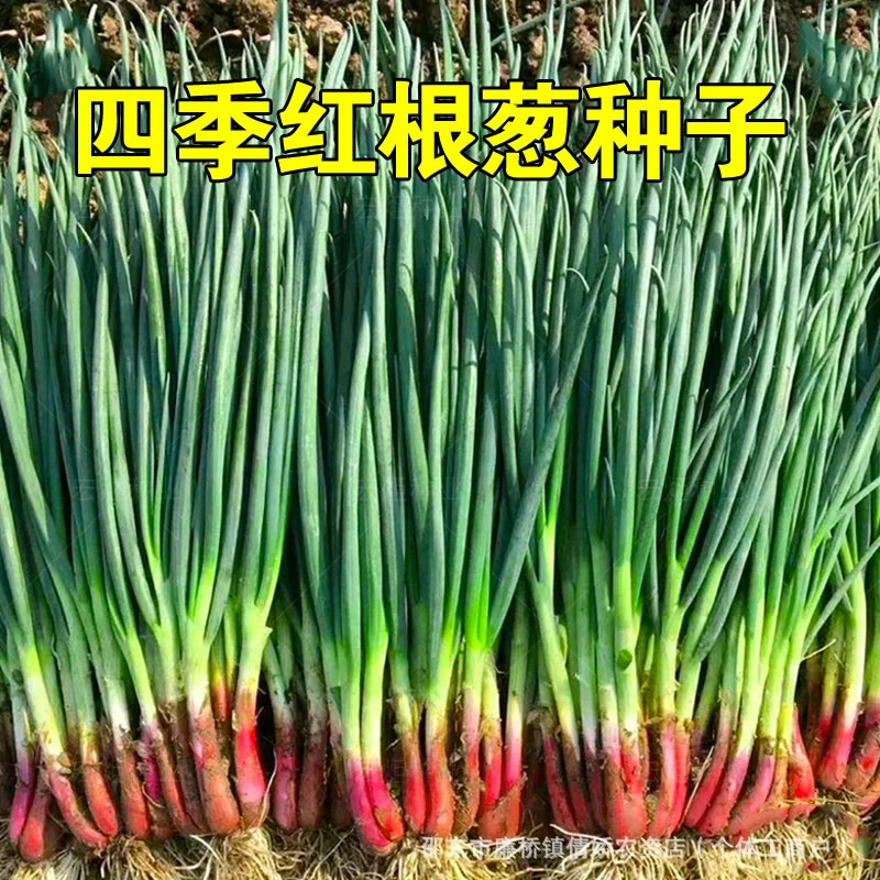 【全店满5包包邮】四季小香葱种子  红根小香葱