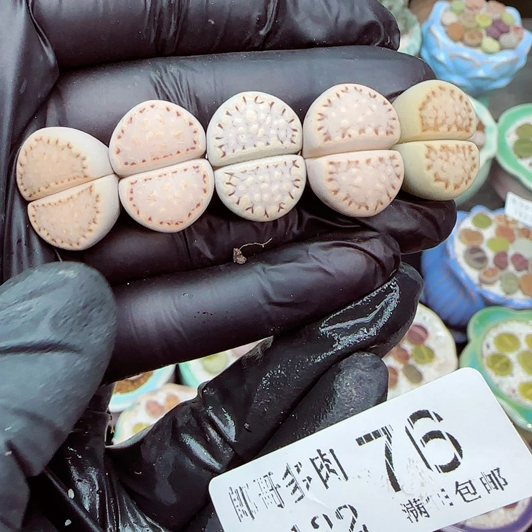 生石花满18包邮1122-76