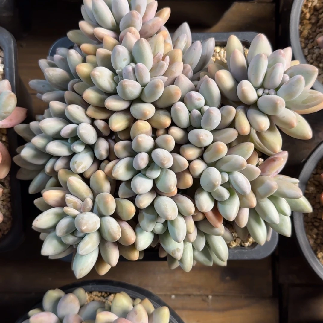 大粉恋111111111111111