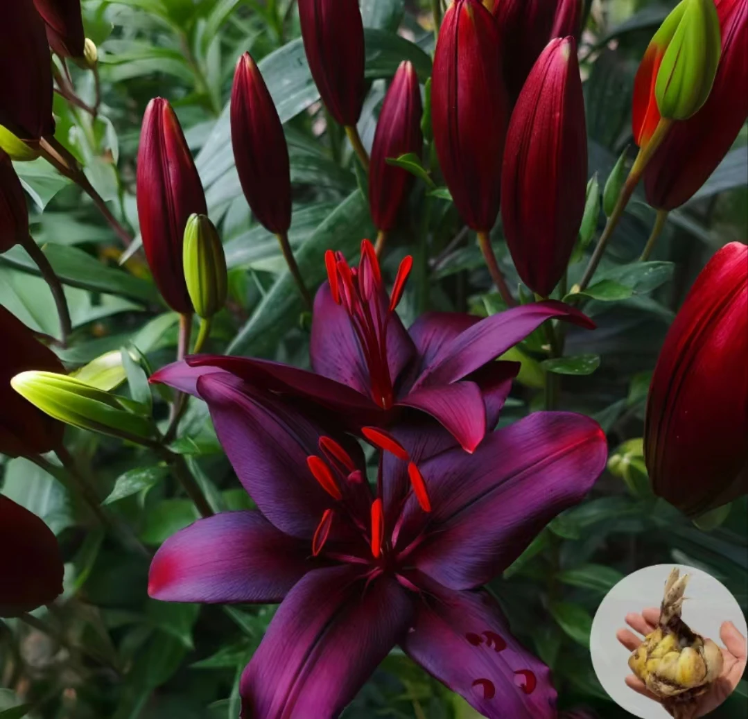 【黑魔术百合】不对包赔香水百合花四季花卉易活花种球进口百合盆栽