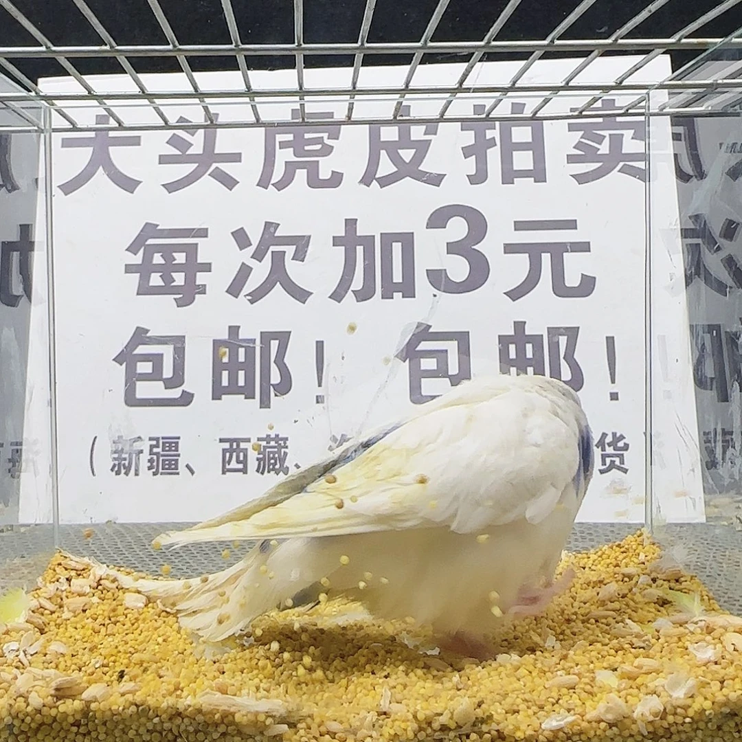 虎皮鹦鹉大头鹦鹉