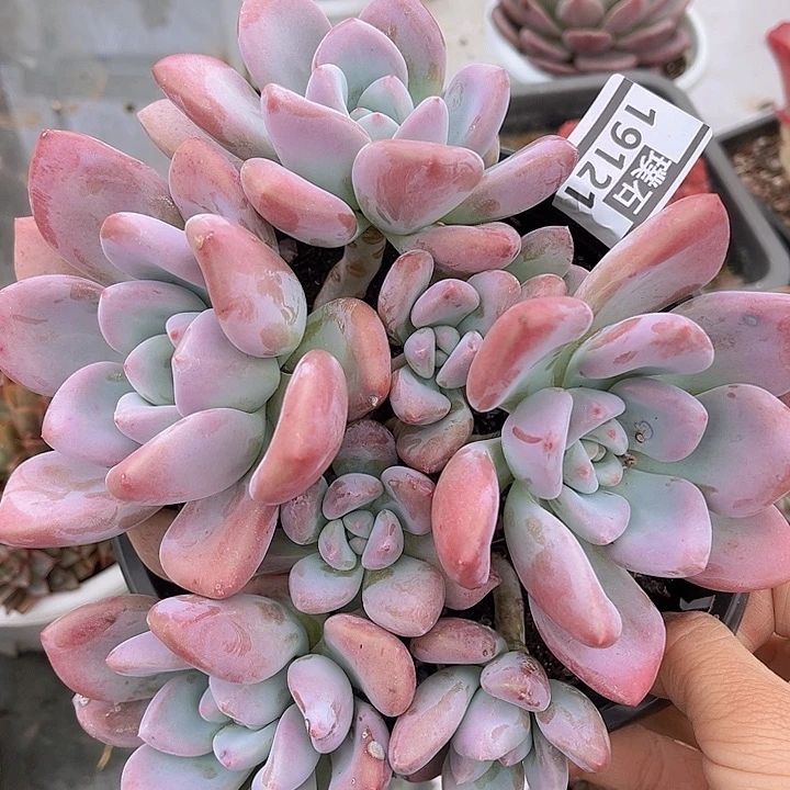 奥普19121多肉植物