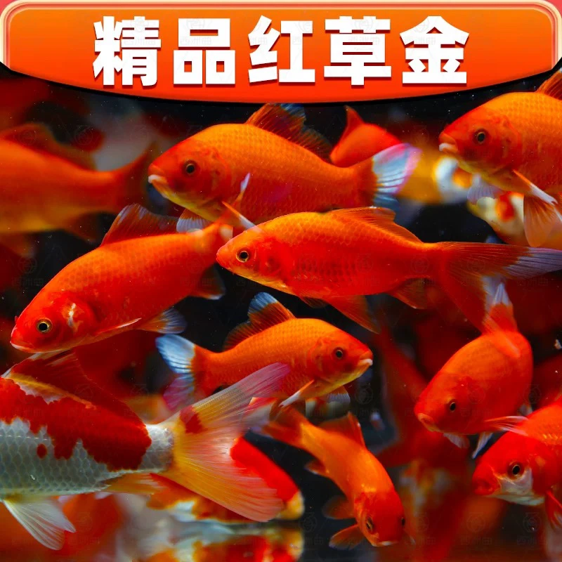 【冷链包邮】火焰红金鱼小型家养闯缸鱼3-6公分 保底39条随机颜色