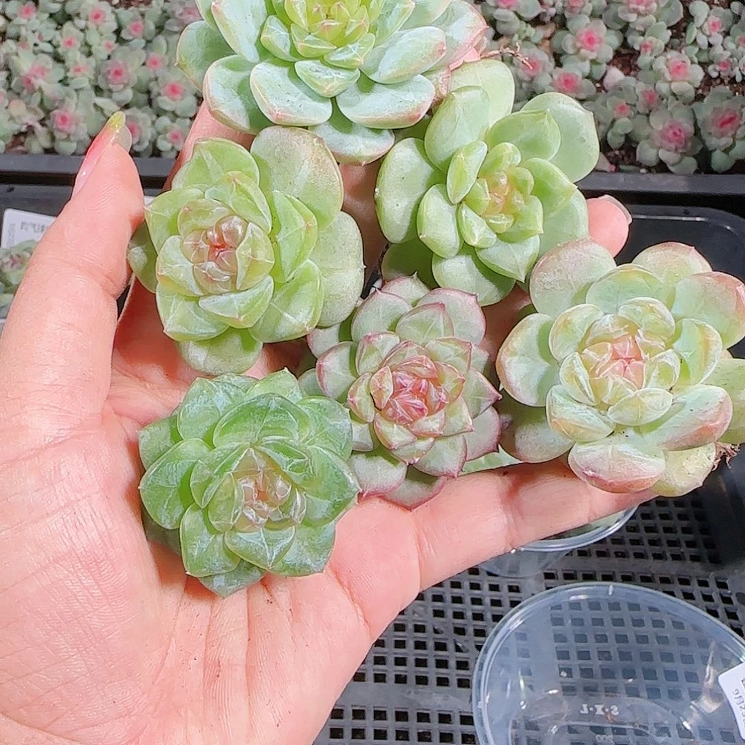 0923---206糖心珍妮