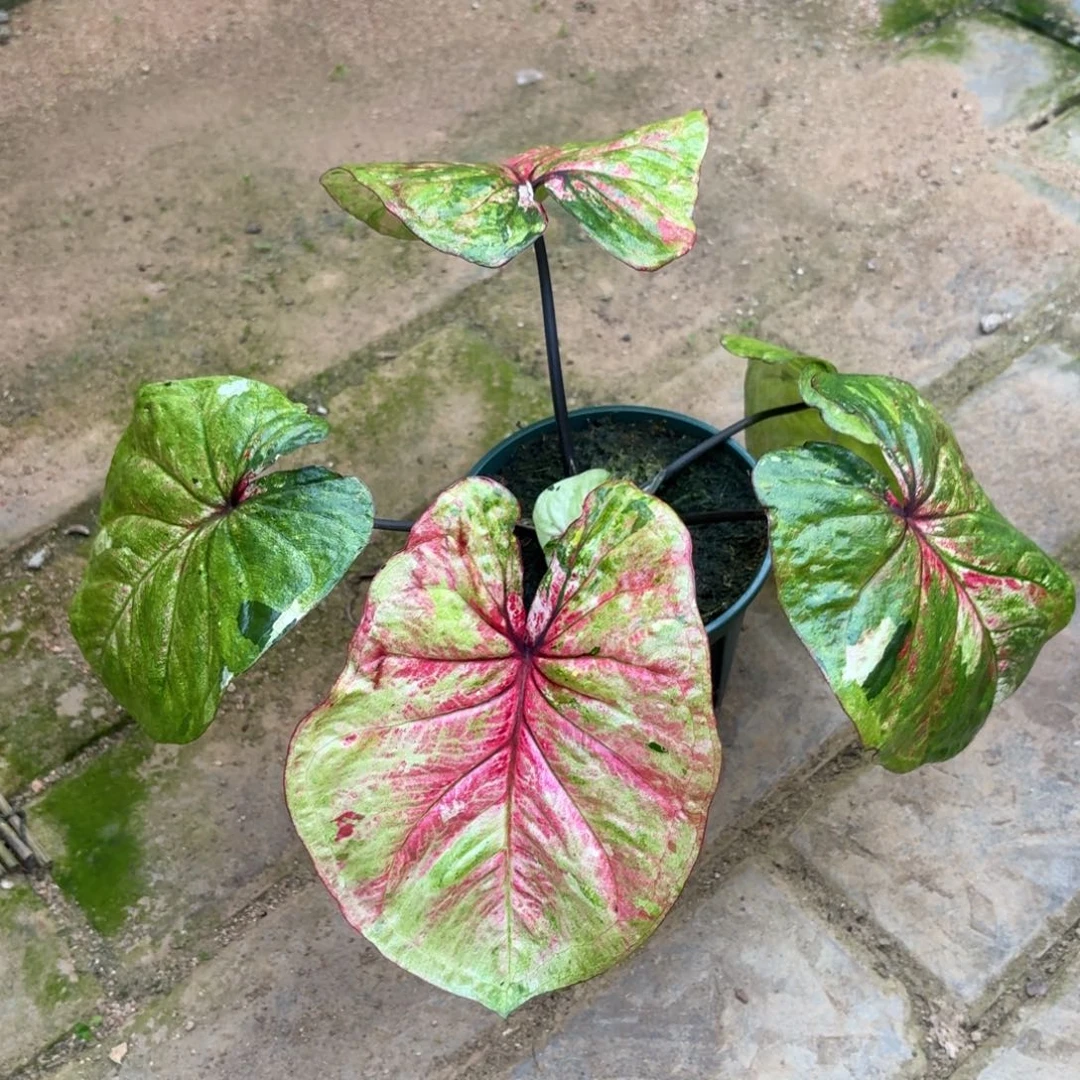 大富翁泰国54-1126