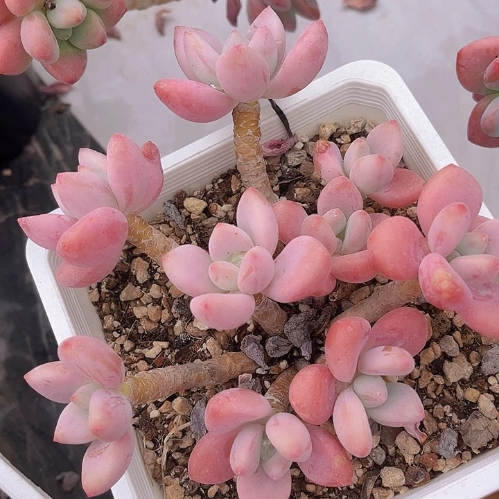 洛神21159多肉植物