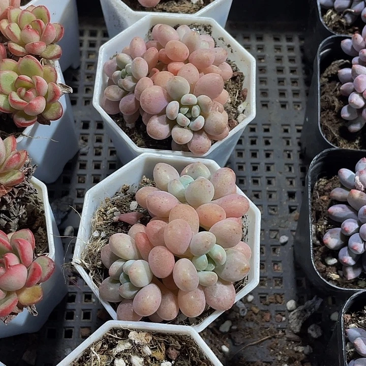 洛可可群带盆土发货