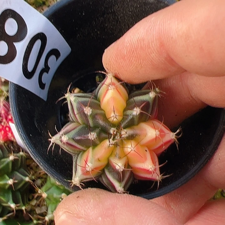 星***际当前无花栽培后可以开花308