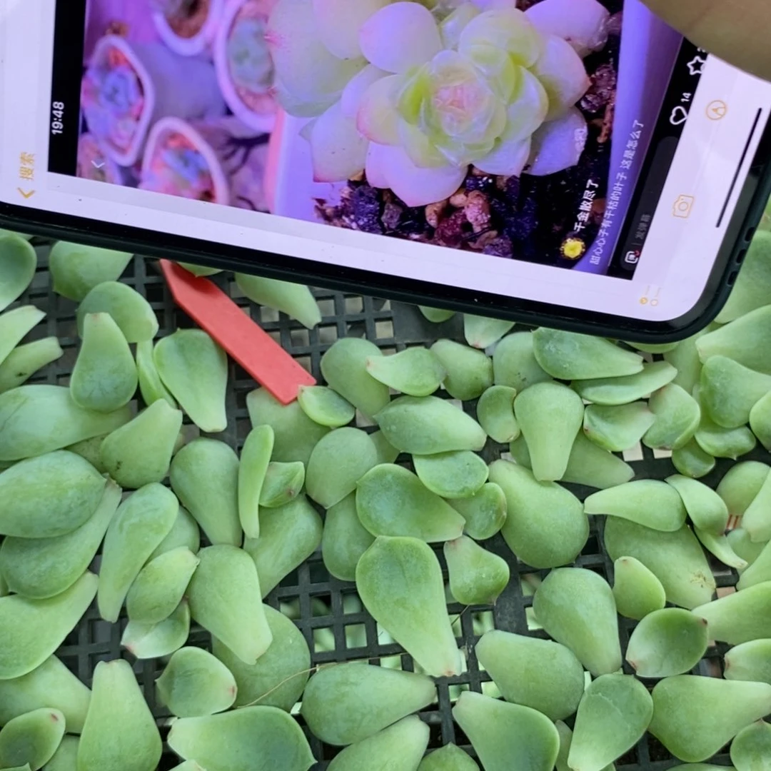 纯叶片甜心481一片多肉叶子