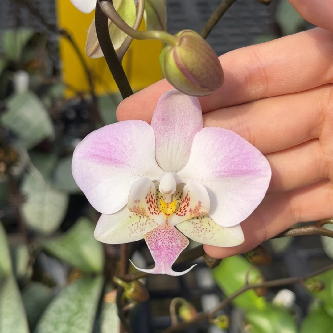 完全开放3.8寸23fv开花株（有叶瑕）