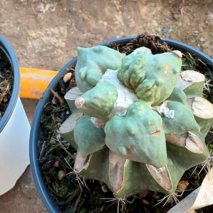 4765村主怒涛牡丹仙人球