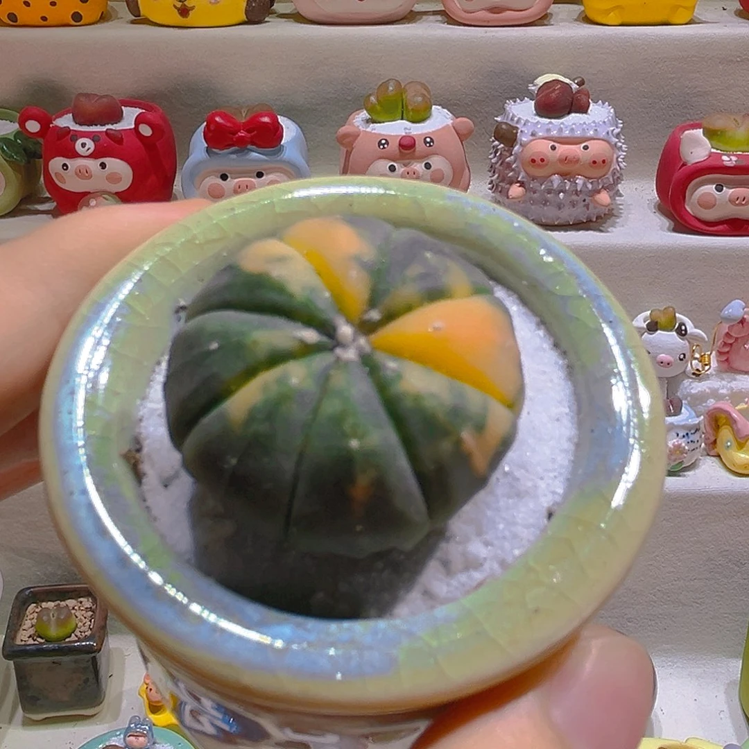 031兜锦仙人球带盆带土