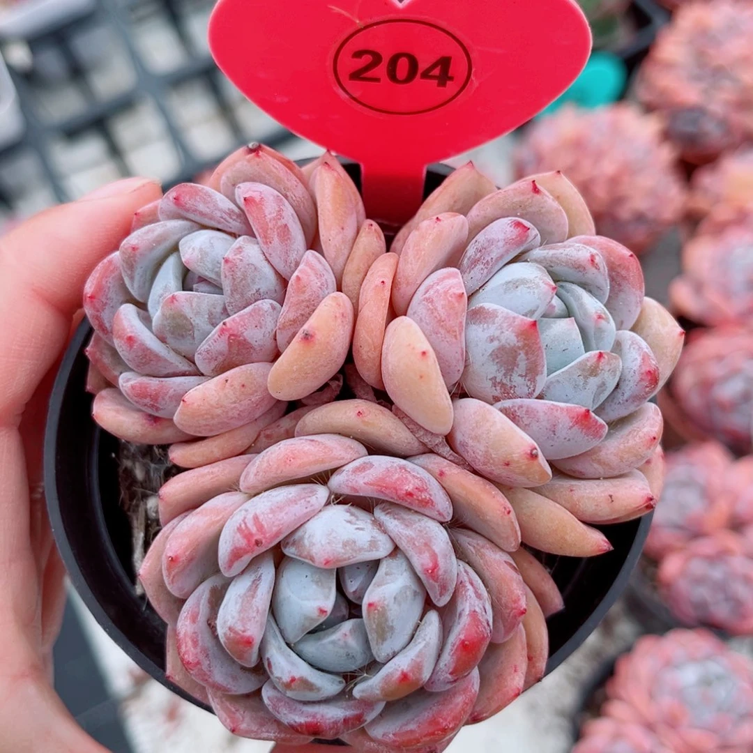 204号小老桩橙梦露群