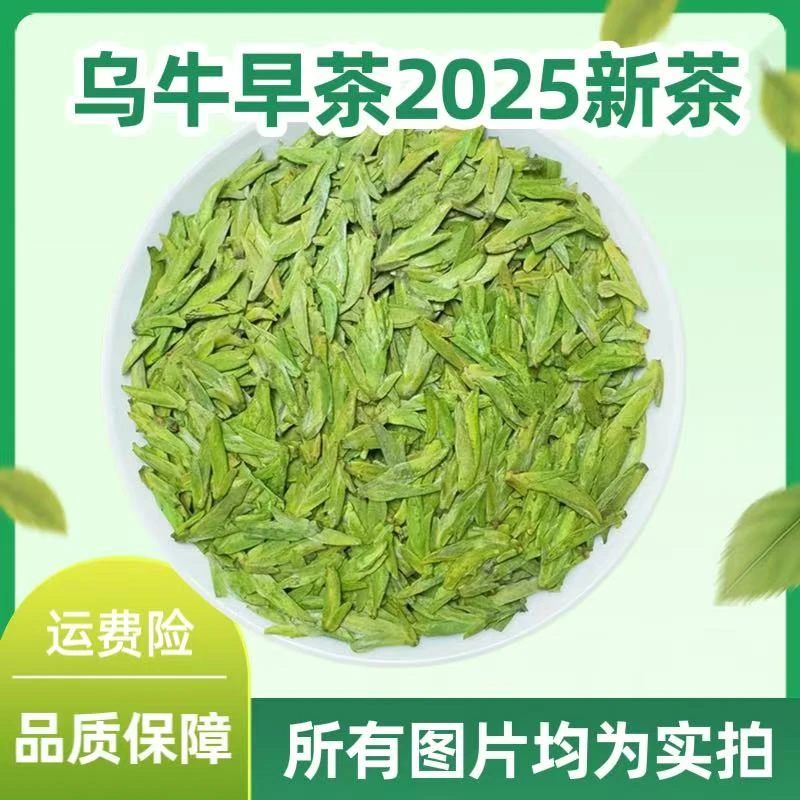 2025乌牛早头采明前温州永嘉特产乌牛早茶叶绿茶