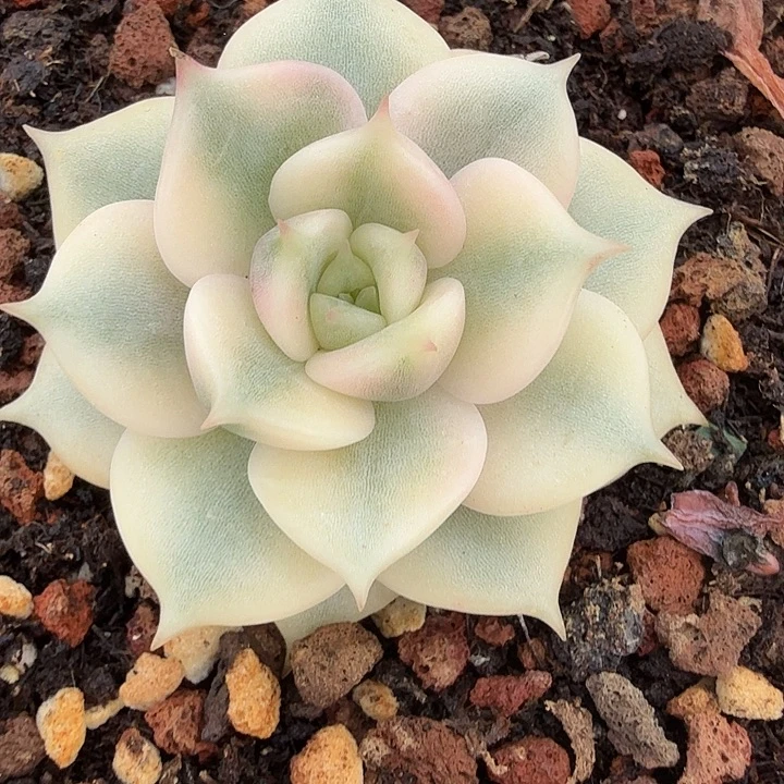 贝加尔湖锦，多肉植物