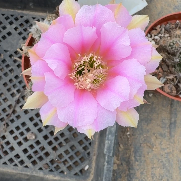386实生彩草瘦脱土掰花斑
