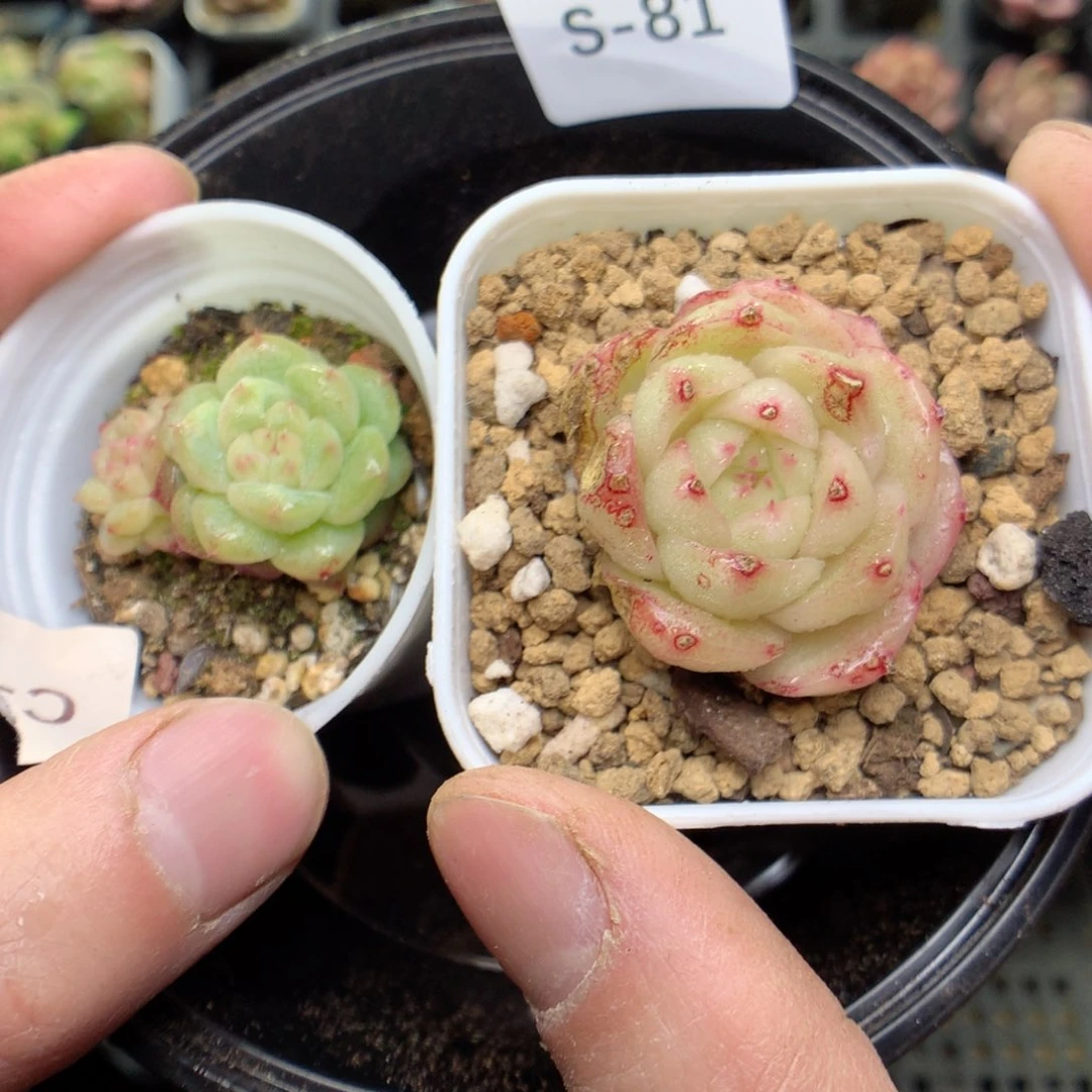 S81y y y y y y y y y