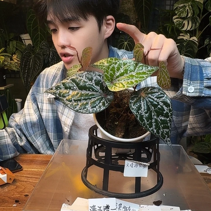 不开花植物I96瑰丽胡椒