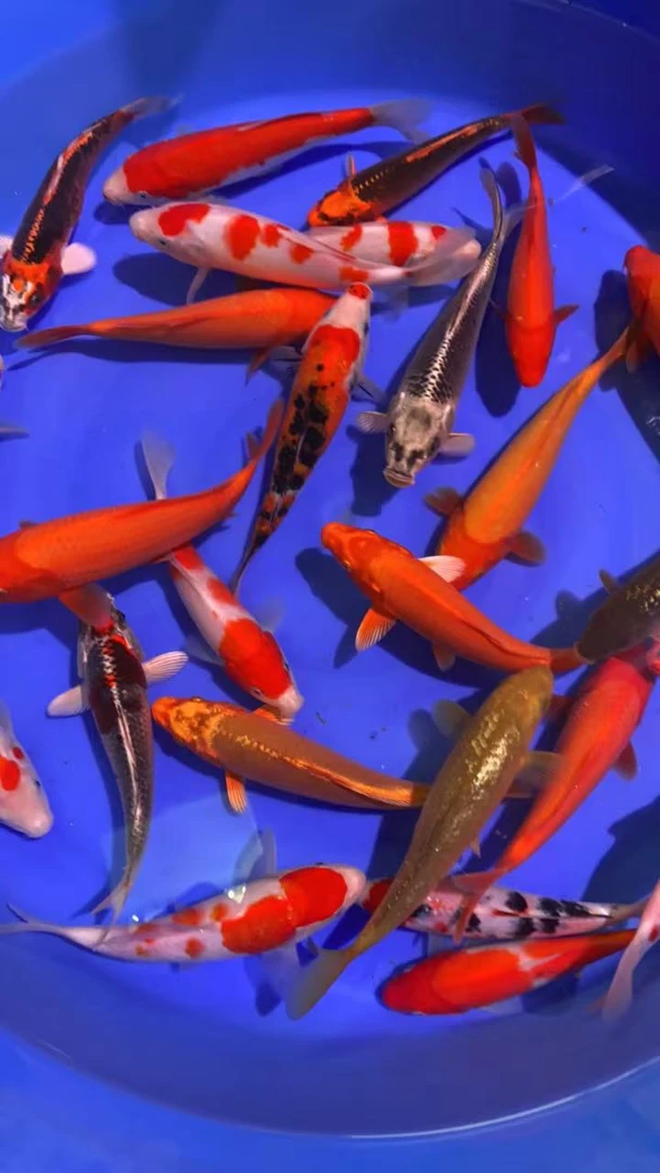 血统锦鲤鱼场直销：红白大众，芥子，茶鲤，昭和等