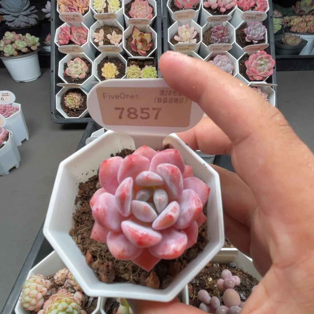 7857冰橙  4.5厘米