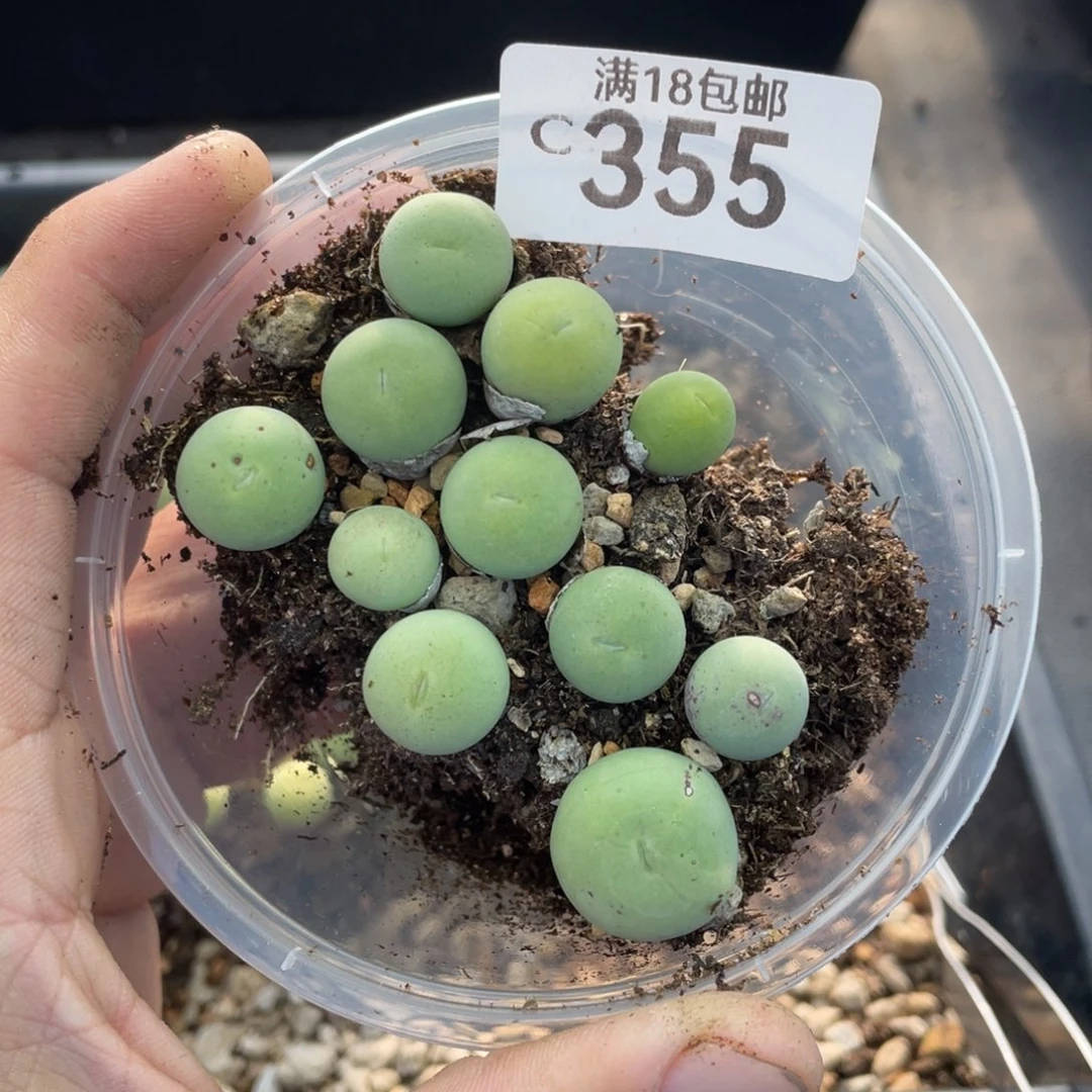 红陶0000000000000355