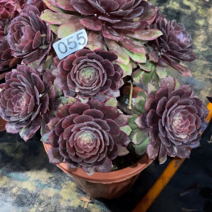 蓝*莲055万家丽1111111多肉