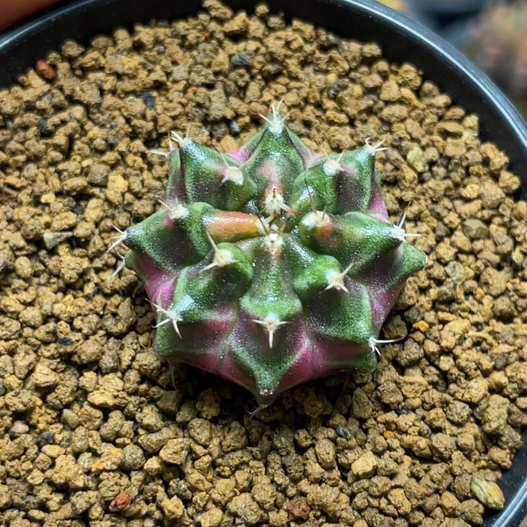 当前无花朵，栽培后可花朵紫粉臀虎斑