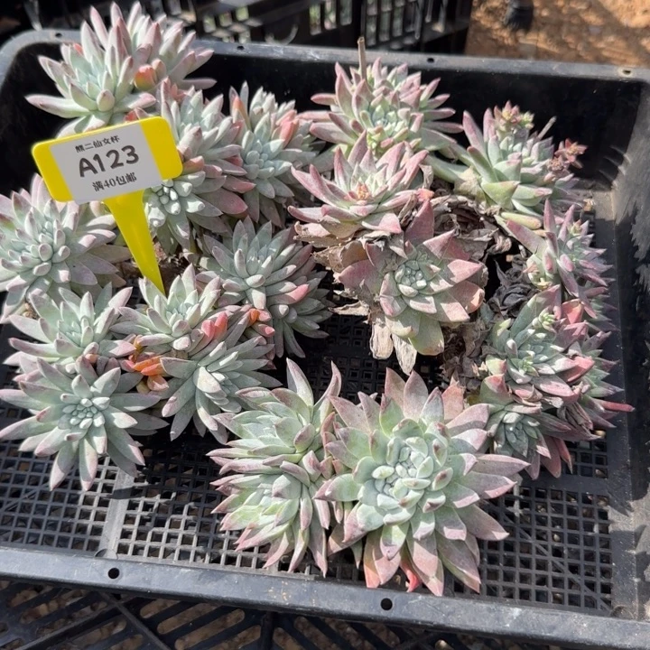 男***败多肉植物仙女杯A123