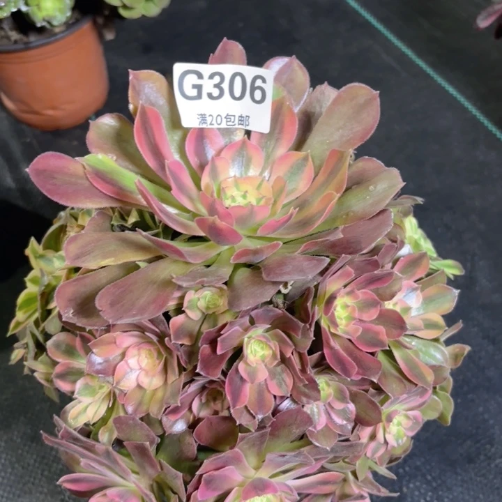 瑞妈多肉园艺306