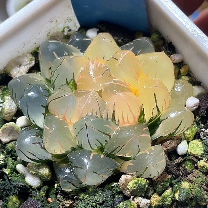 662水中月锦特选福利