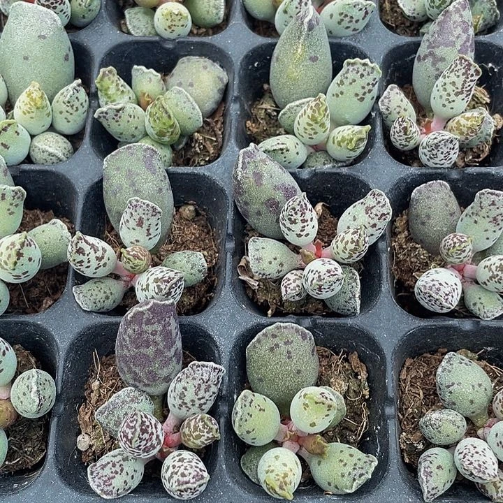 小海豹1.5带土发