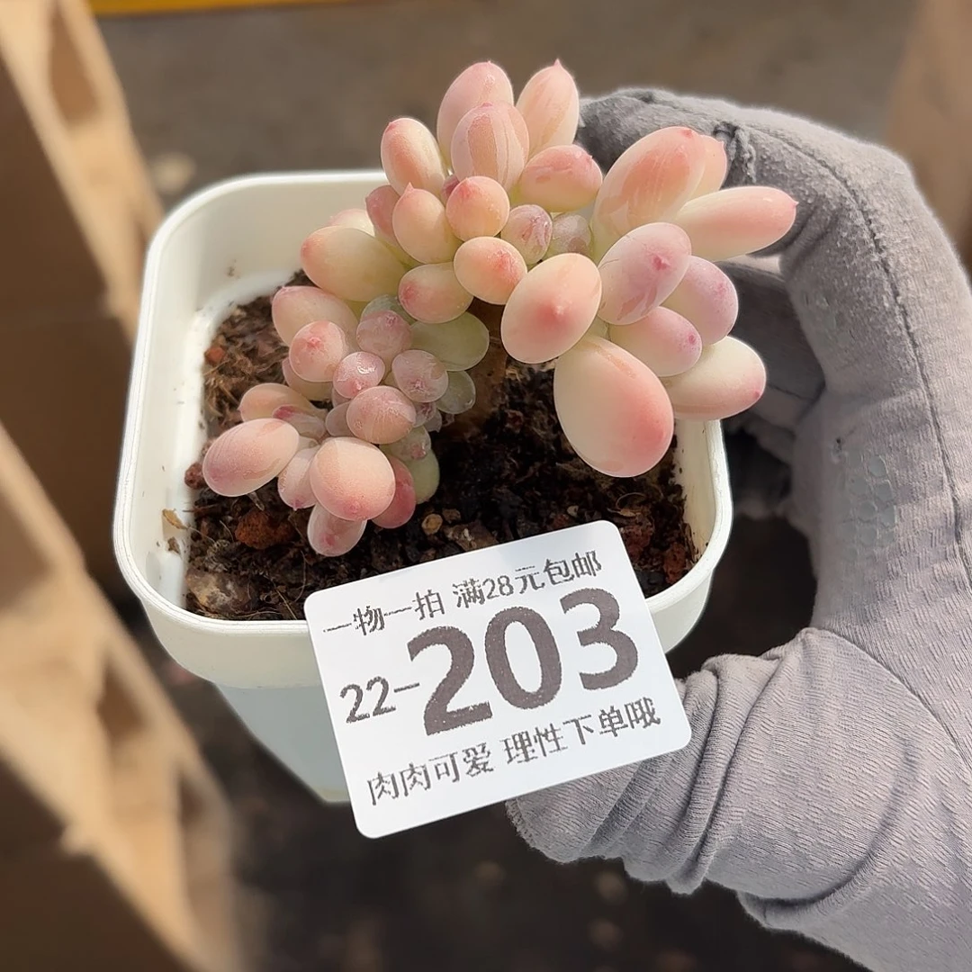 三日月美人缀化无盆土发货